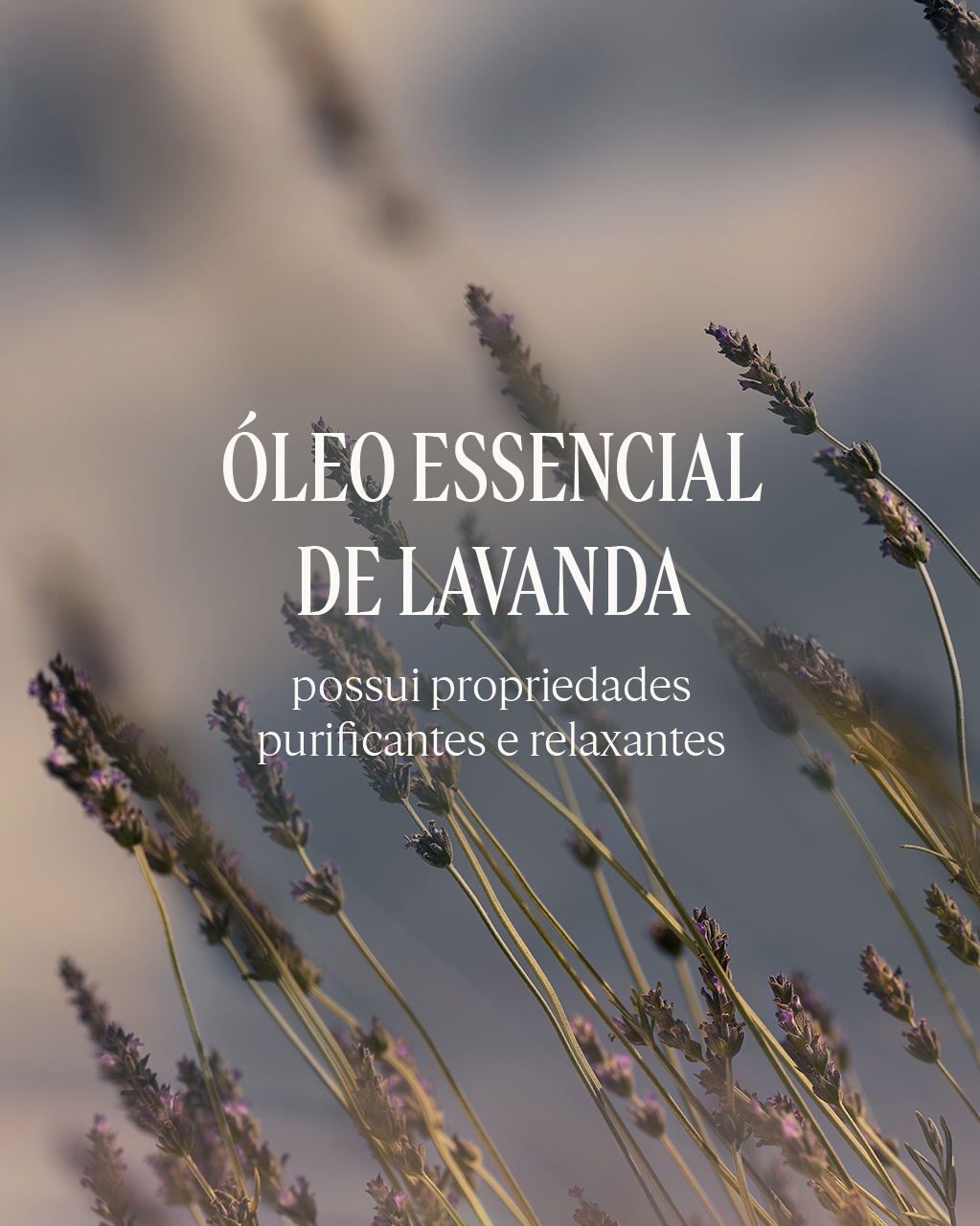 Sabonete L&iacute;quido Corporal Perfumado Lavande, , large
